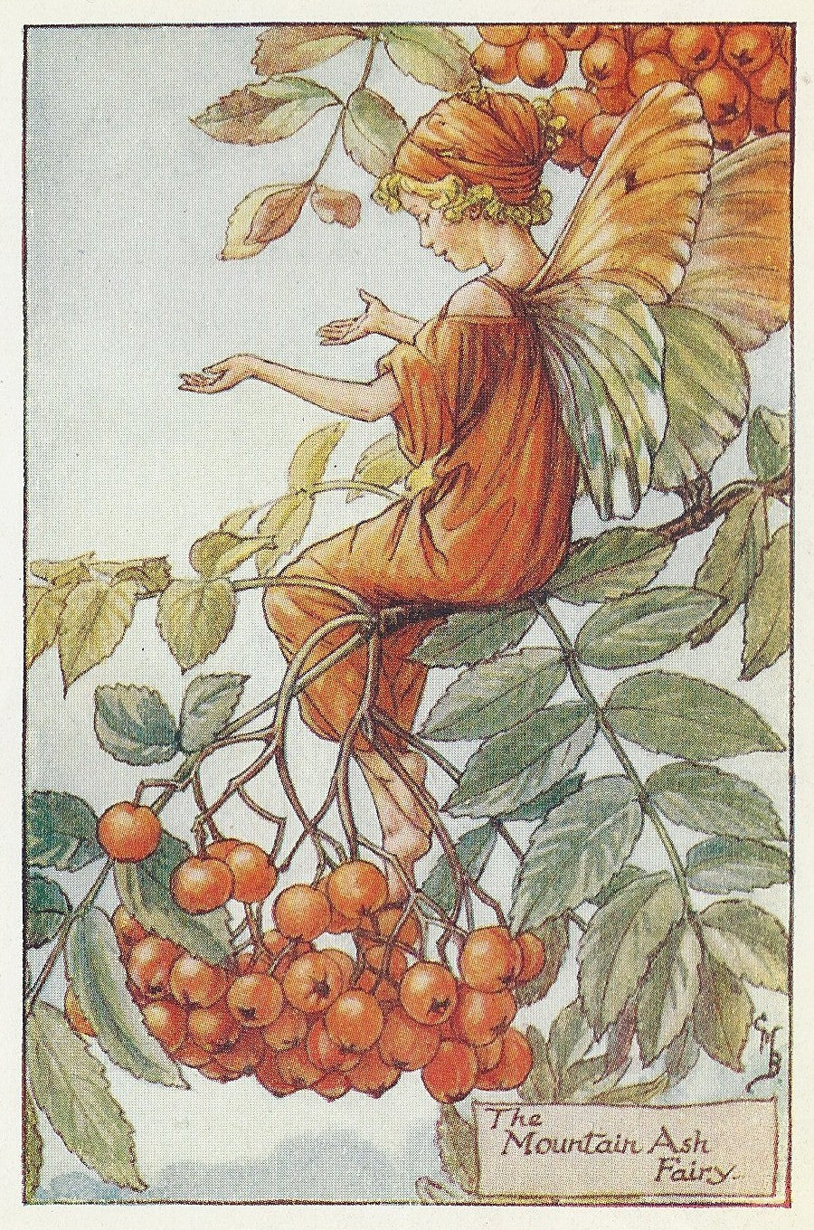 Mountain Ash Flower Fairy of the Autumn vintage print