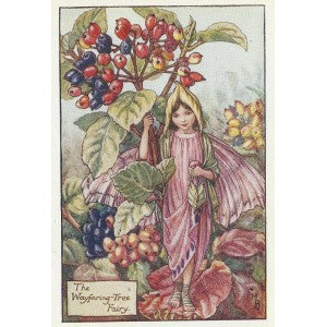 Wayfaring Tree Flower Fairy guaranteed original vintage print