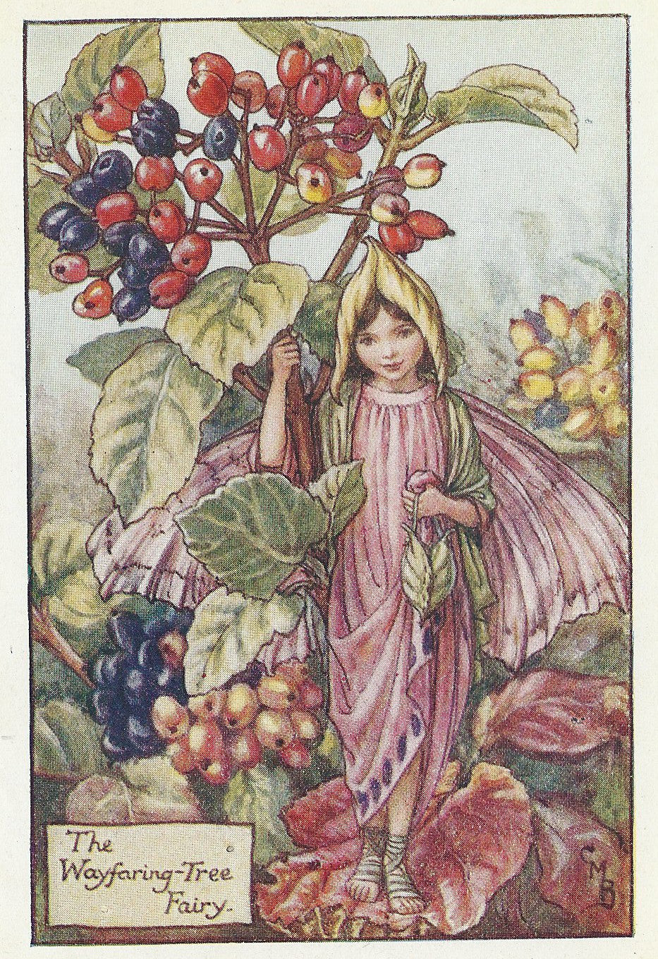 Wayfaring Tree Flower Fairy guaranteed original vintage print