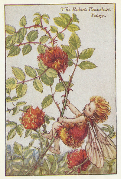 Robin's Pincushion Flower Fairy original vintage print