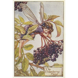 Elderberry wine Flower Fairy original vintage print