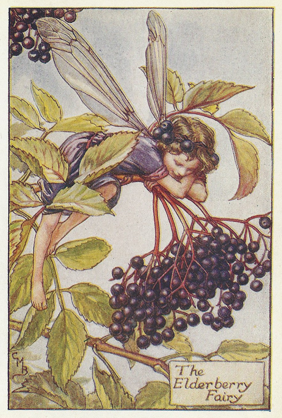 Elderberry wine Flower Fairy original vintage print