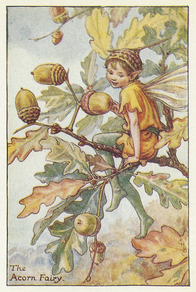 Acorn Flower Fairy guaranteed original vintage print
