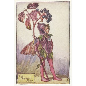 Dogwood Flower Fairy original vintage print