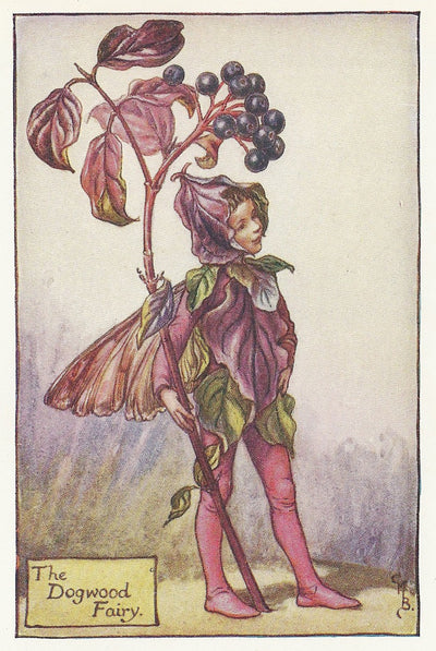 Dogwood Flower Fairy original vintage print