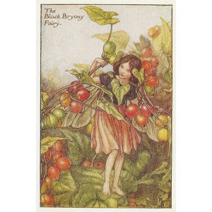Black Bryony Flower Fairy original vintage print
