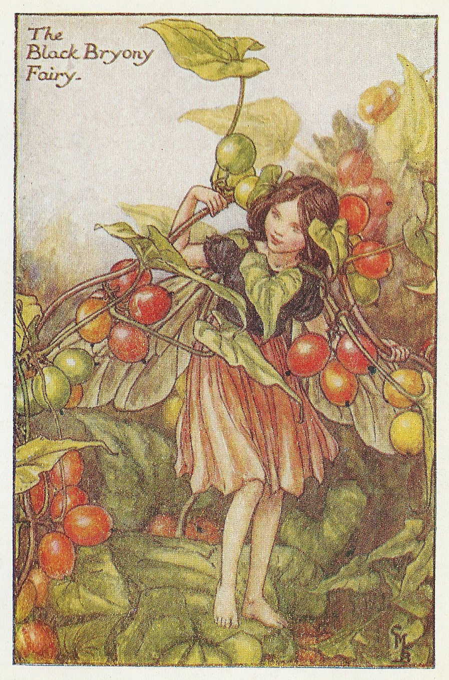 Black Bryony Flower Fairy original vintage print