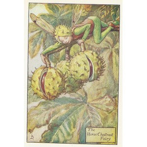 Conkers Horse Chestnut Flower Fairy vintage print