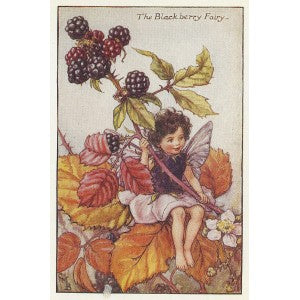 Blackberry Flower Fairy original vintage print
