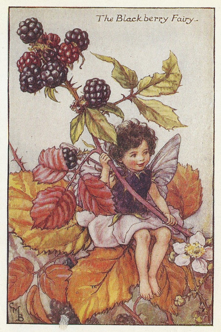 Blackberry Flower Fairy original vintage print