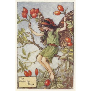 Rose Hip Flower Fairy old original vintage print
