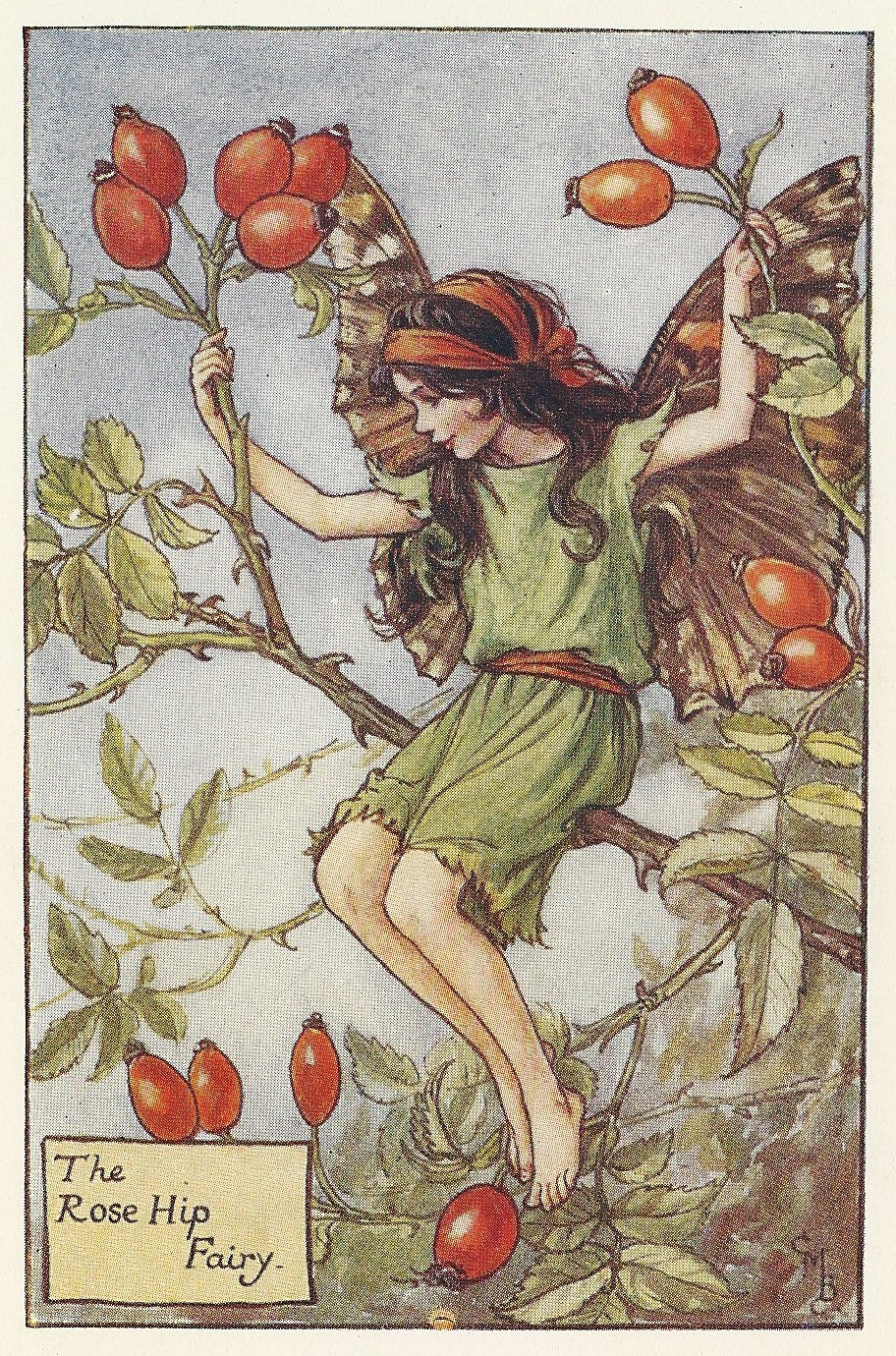 Rose Hip Flower Fairy old original vintage print