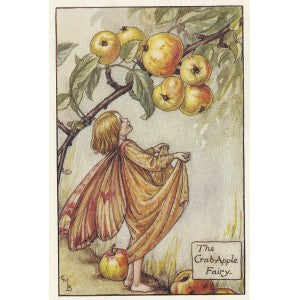 Crab-Apple Flower Fairy original vintage print