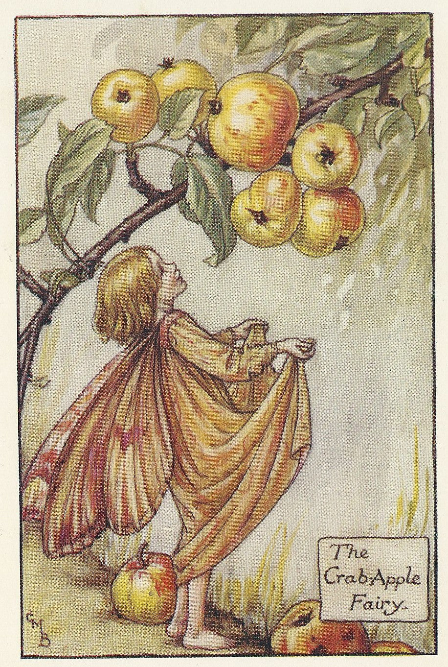 Crab-Apple Flower Fairy original vintage print