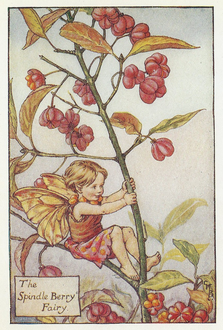 Spindle Berry Flower Fairy guaranteed original vintage print