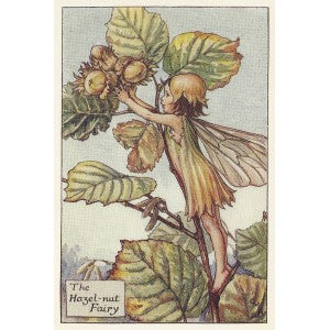Hazel-nut Flower Fairy old vintage print