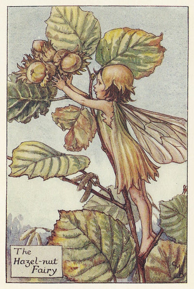 Hazel-nut Flower Fairy old vintage print