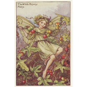 White Bryony Flower Fairy original vintage print
