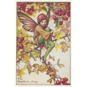 Hawthorn Flower Fairy guaranteed vintage print