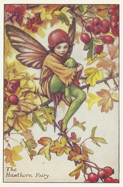 Hawthorn Flower Fairy guaranteed vintage print