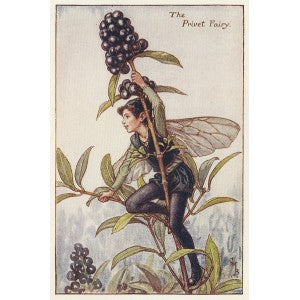 Privet Flower Fairy original vintage print