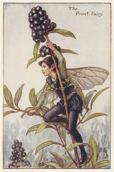 Privet Flower Fairy original vintage print