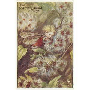 Flower Old-Man's-Beard Fairy antique print