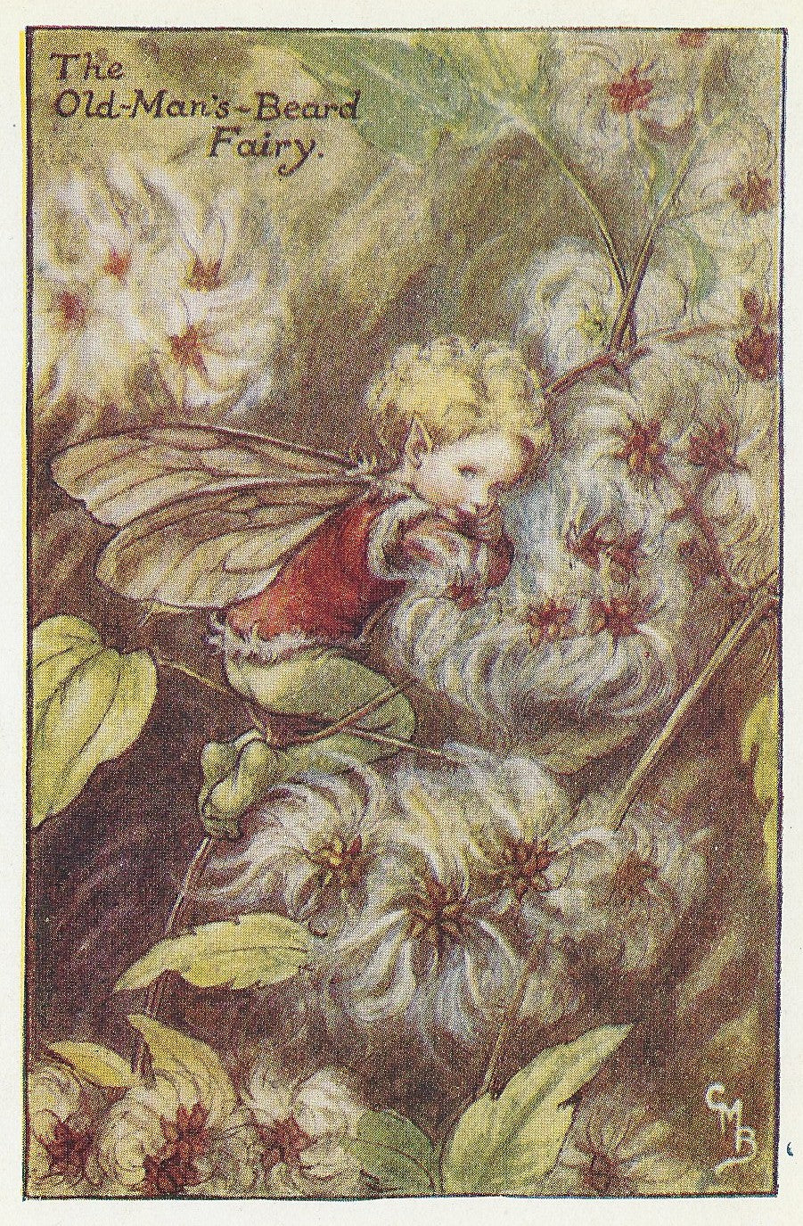 Flower Old-Man's-Beard Fairy
