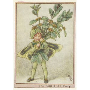 Box Tree Flower Fairy original vintage print