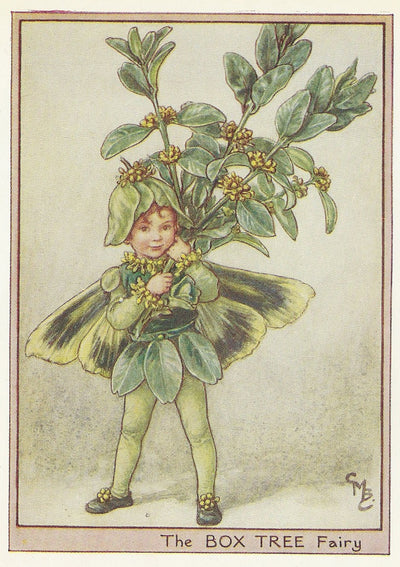 Box Tree Flower Fairy original vintage print