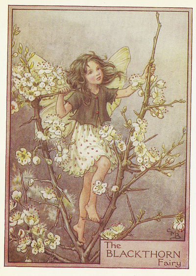 Blackthorn Flower Fairy vintage print