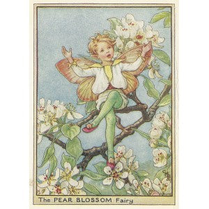 Pear Blossom Flower Fairy vintage print