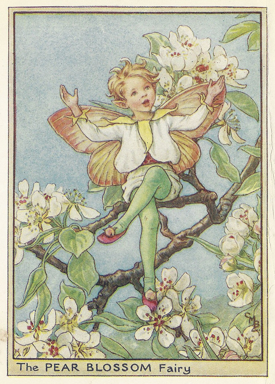 Pear Blossom Flower Fairy vintage print