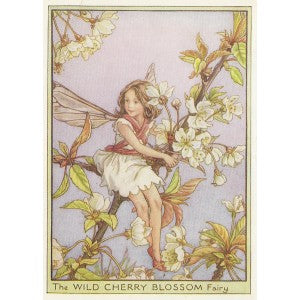 Wild Cherry Blossom Flower Fairy vintage print