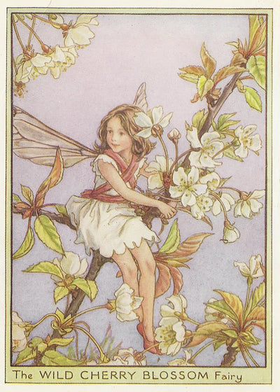 Wild Cherry Blossom Flower Fairy vintage print