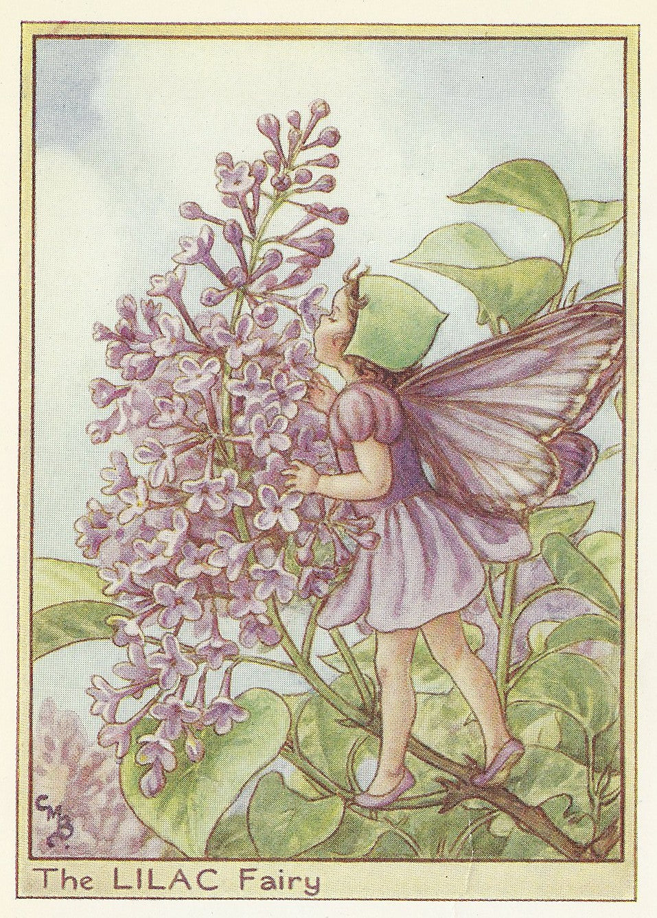 Lilac Flower Fairy vintage print