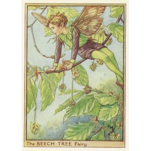 Beech Tree Flower Fairy vintage print