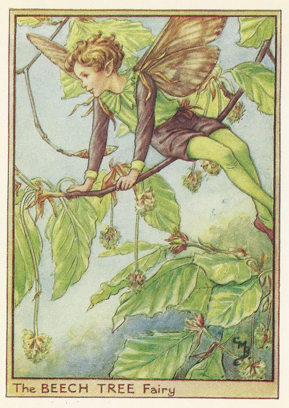 Beech Tree Flower Fairy vintage print