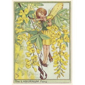 Laburnum Flower Fairy original vintage print