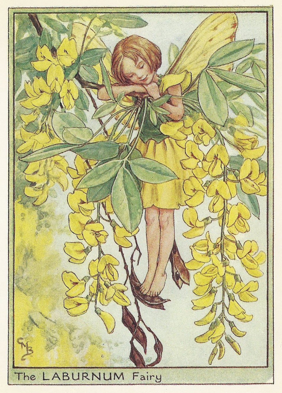 Laburnum Flower Fairy original vintage print