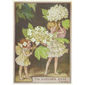 Guelder Rose Flower Fairy vintage print