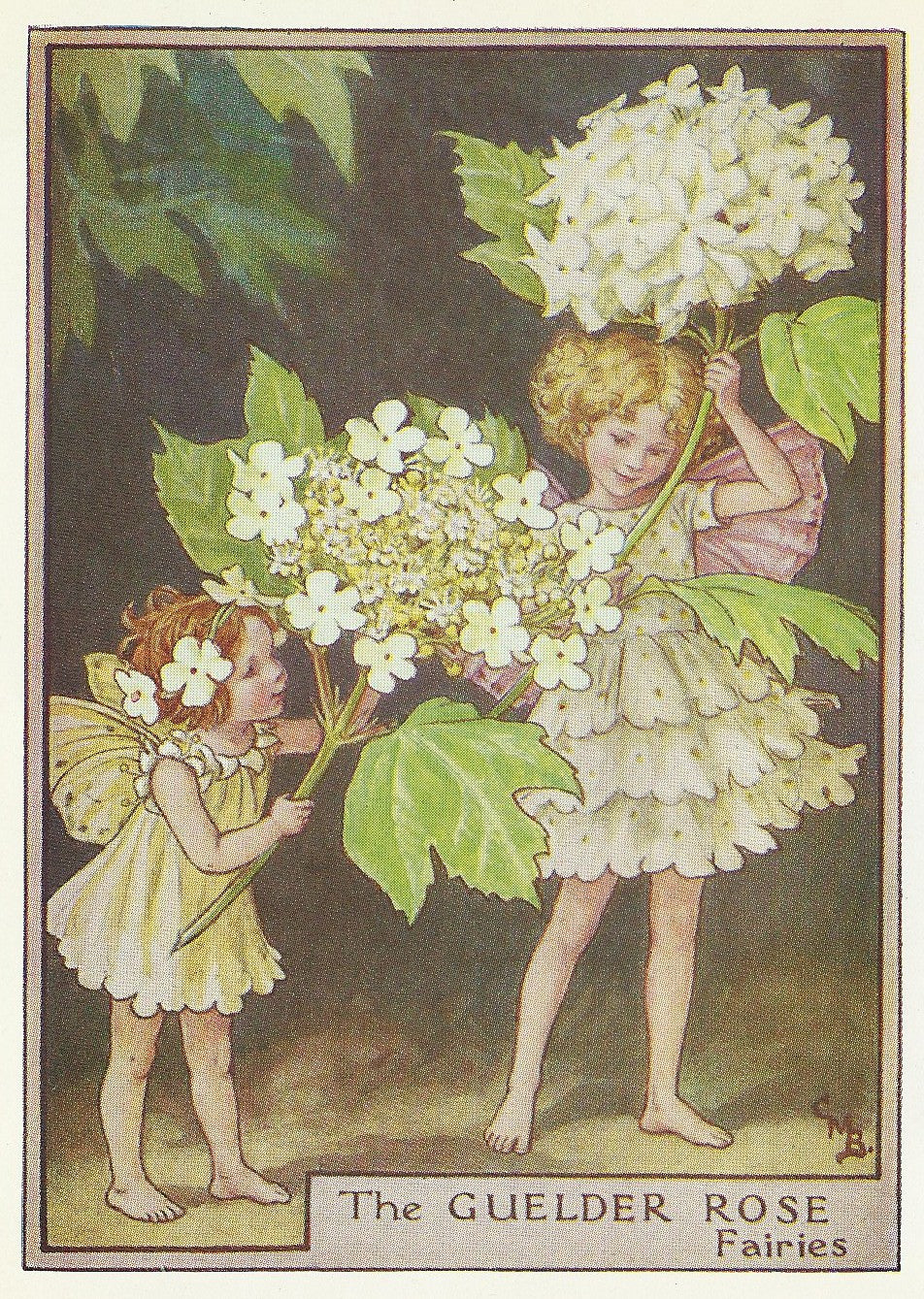 Guelder Rose Flower Fairy vintage print