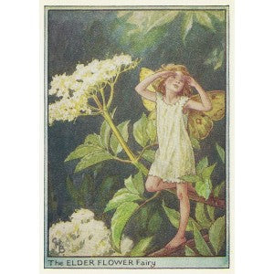Elder Tree Flower Fairy guaranteed original vintage print