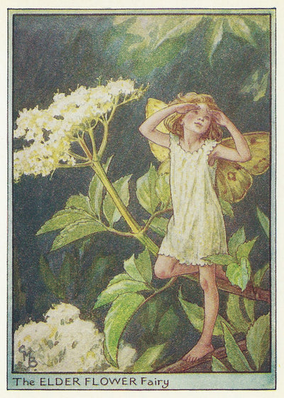 Elder Flower Fairy original vintage print