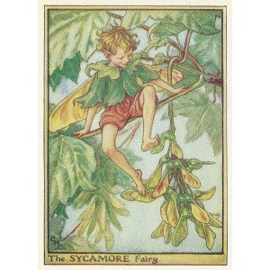 Sycamore Tree Flower Fairy vintage print