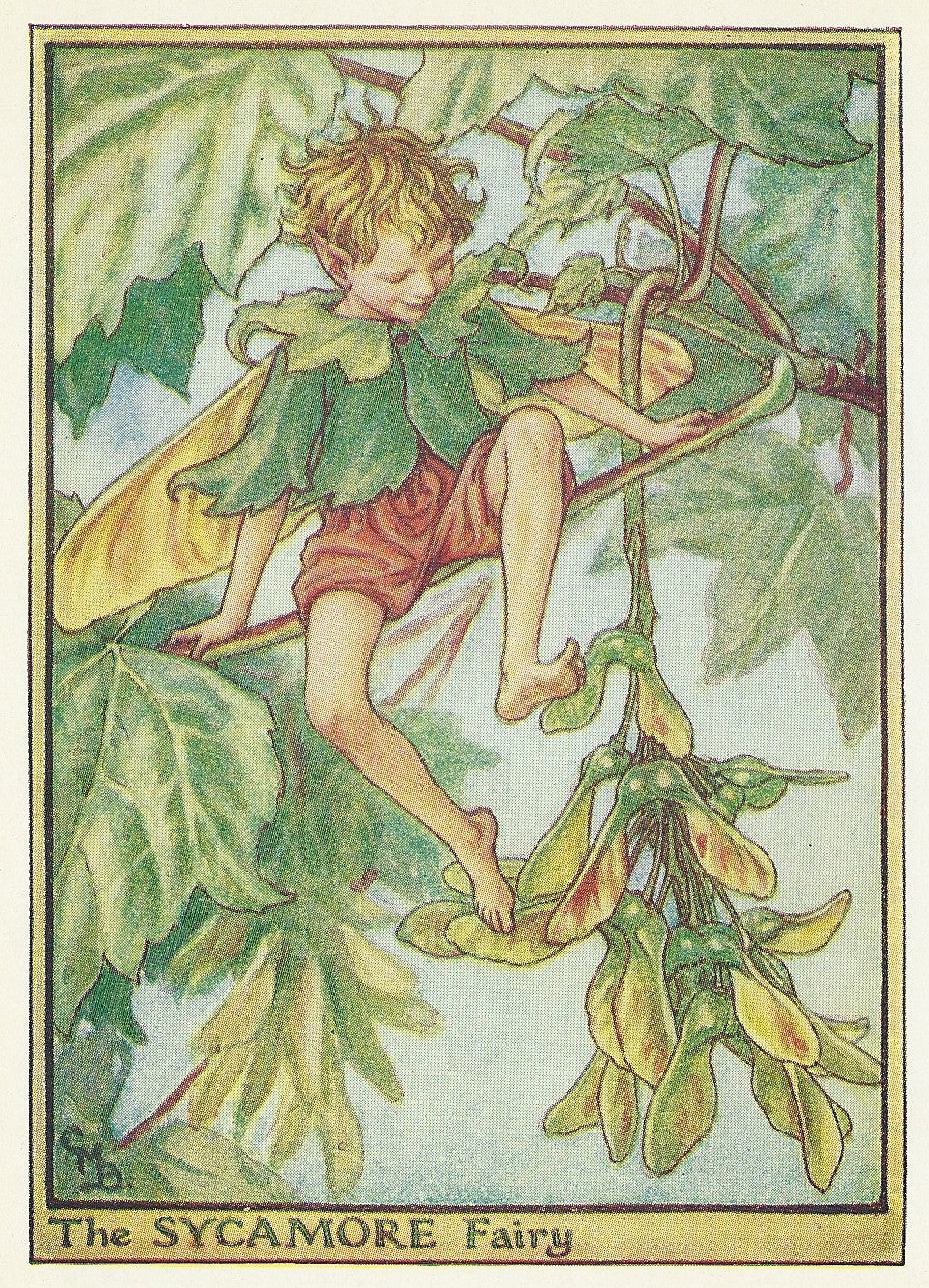 Sycamore Tree Flower Fairy vintage print