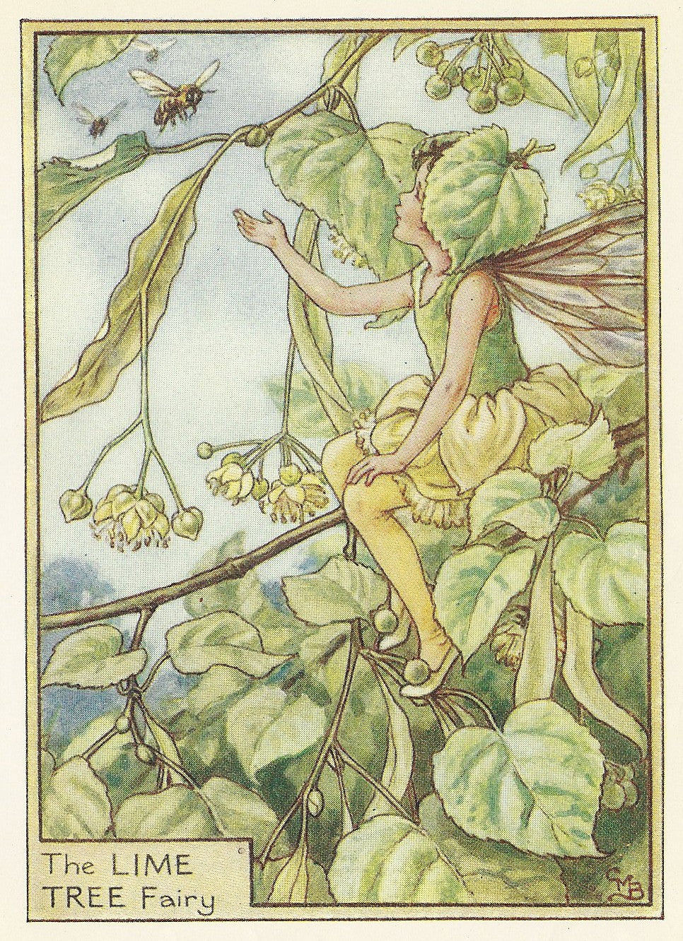 Lime Tree Flower Fairy guaranteed vintage print