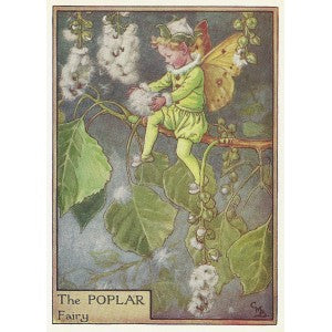 Poplar Tree Flower Fairy guaranteed original vintage print