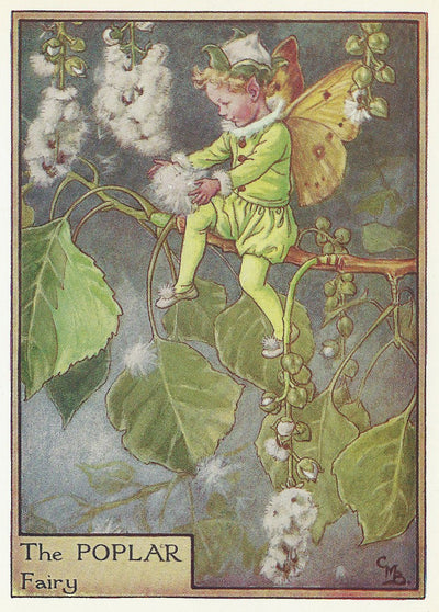 Poplar Tree Flower Fairy vintage print