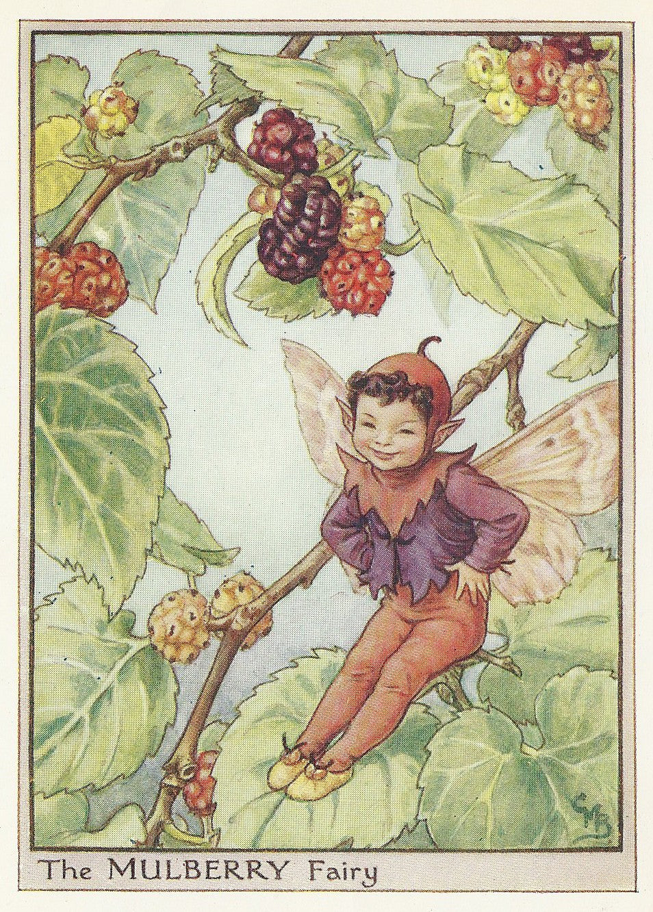 Mulberry Tree Flower Fairy vintage print